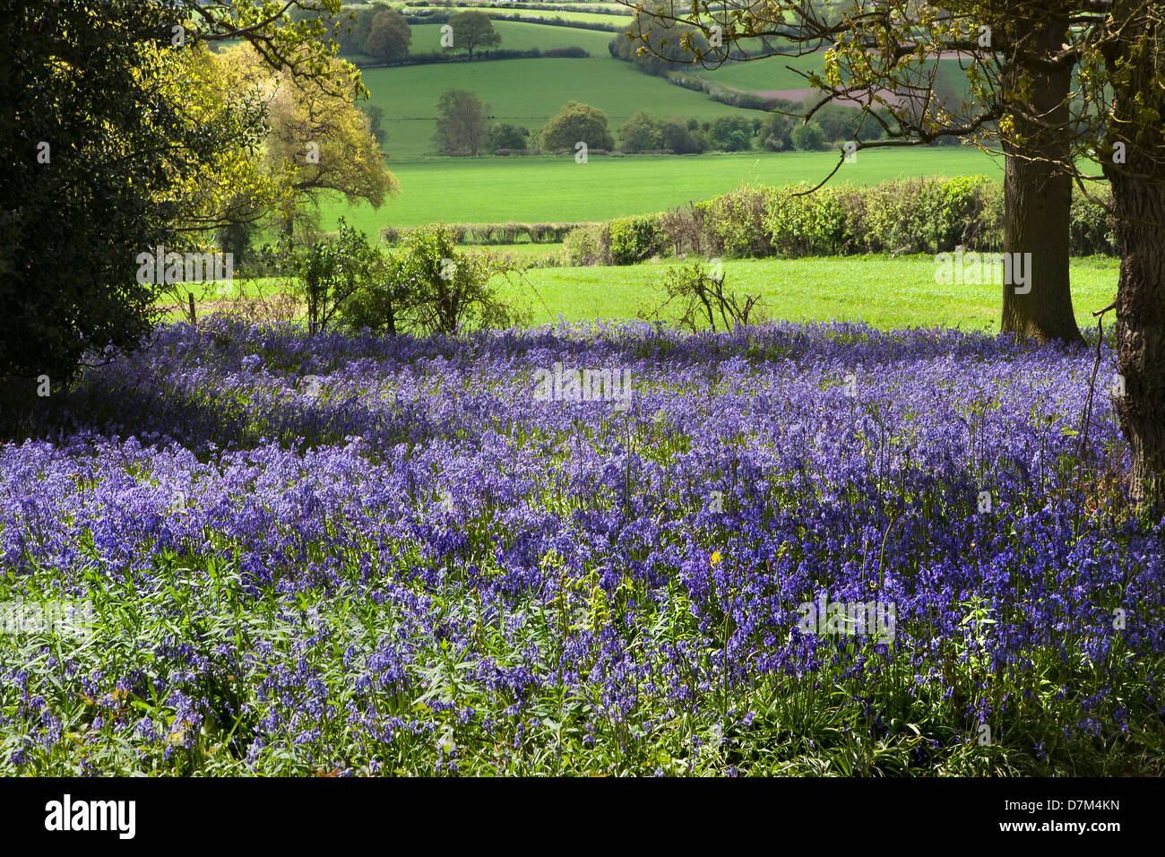 BLUEBELLS crescendo a HILLHOUSE boschi nel west BERGHOLT, Colchester, Essex, Inghilterra Foto Stock