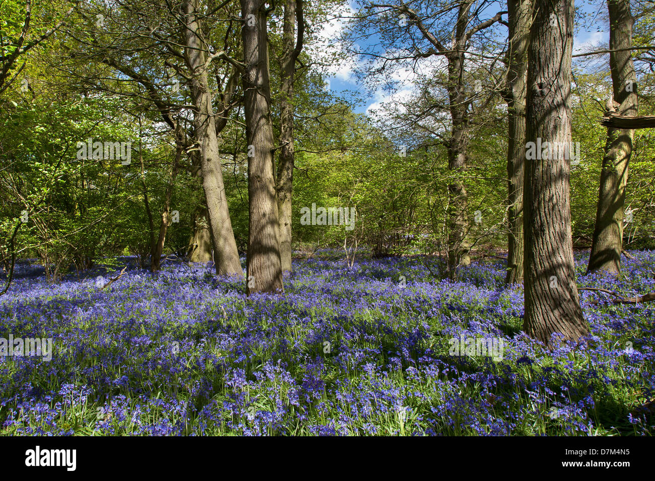 BLUEBELLS crescendo a HILLHOUSE boschi nel west BERGHOLT, Colchester, Essex, Inghilterra Foto Stock