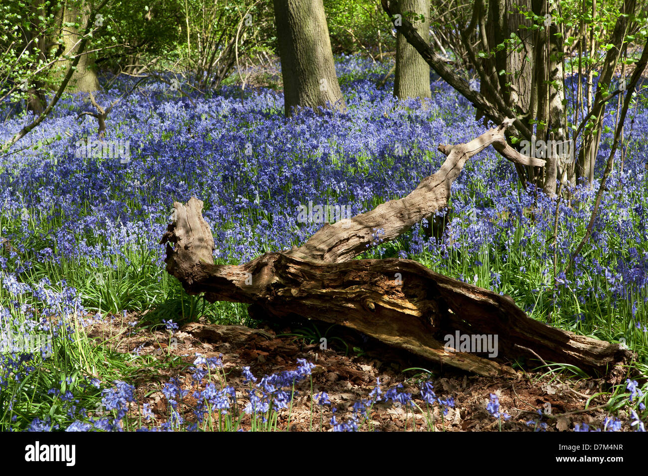 BLUEBELLS crescendo a HILLHOUSE boschi nel west BERGHOLT, Colchester, Essex, Inghilterra Foto Stock