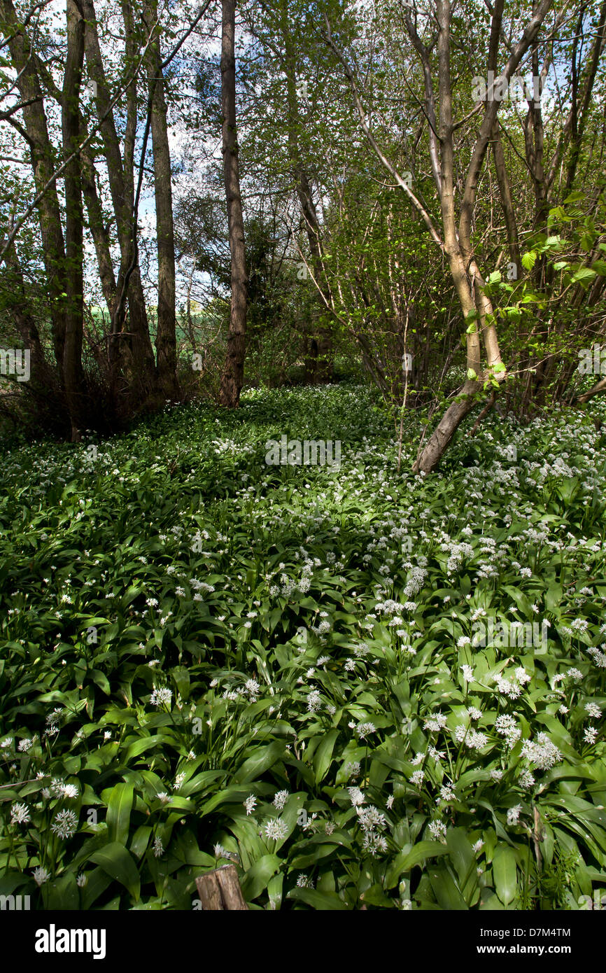 Aglio selvatico cresce nei boschi in Inghilterra, Regno Unito Foto Stock