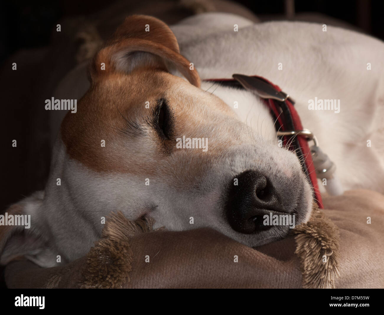 Sleeping Parsons Russell cane Foto Stock