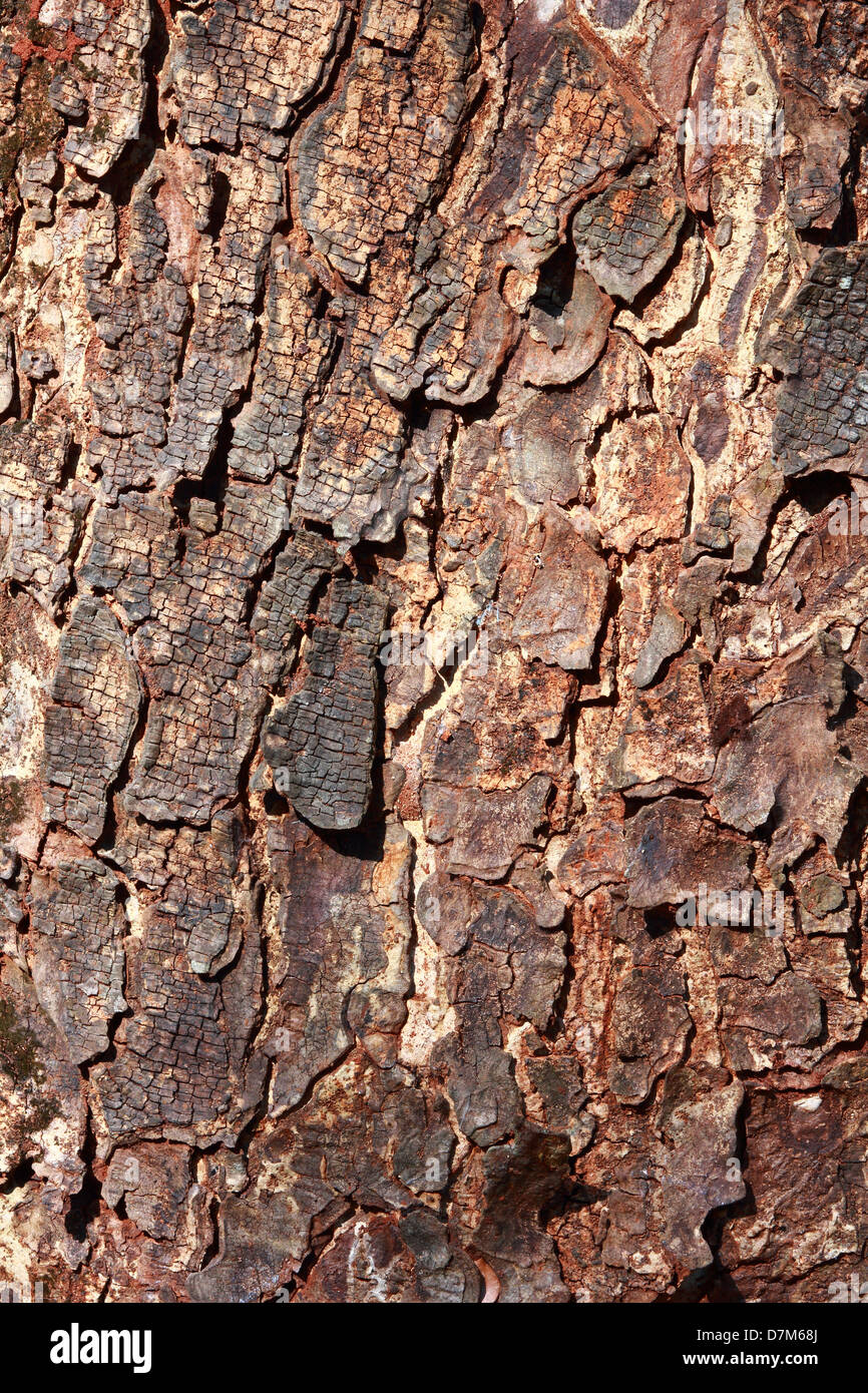 Corteccia di albero pieno di tessitura telaio in natura Foto Stock