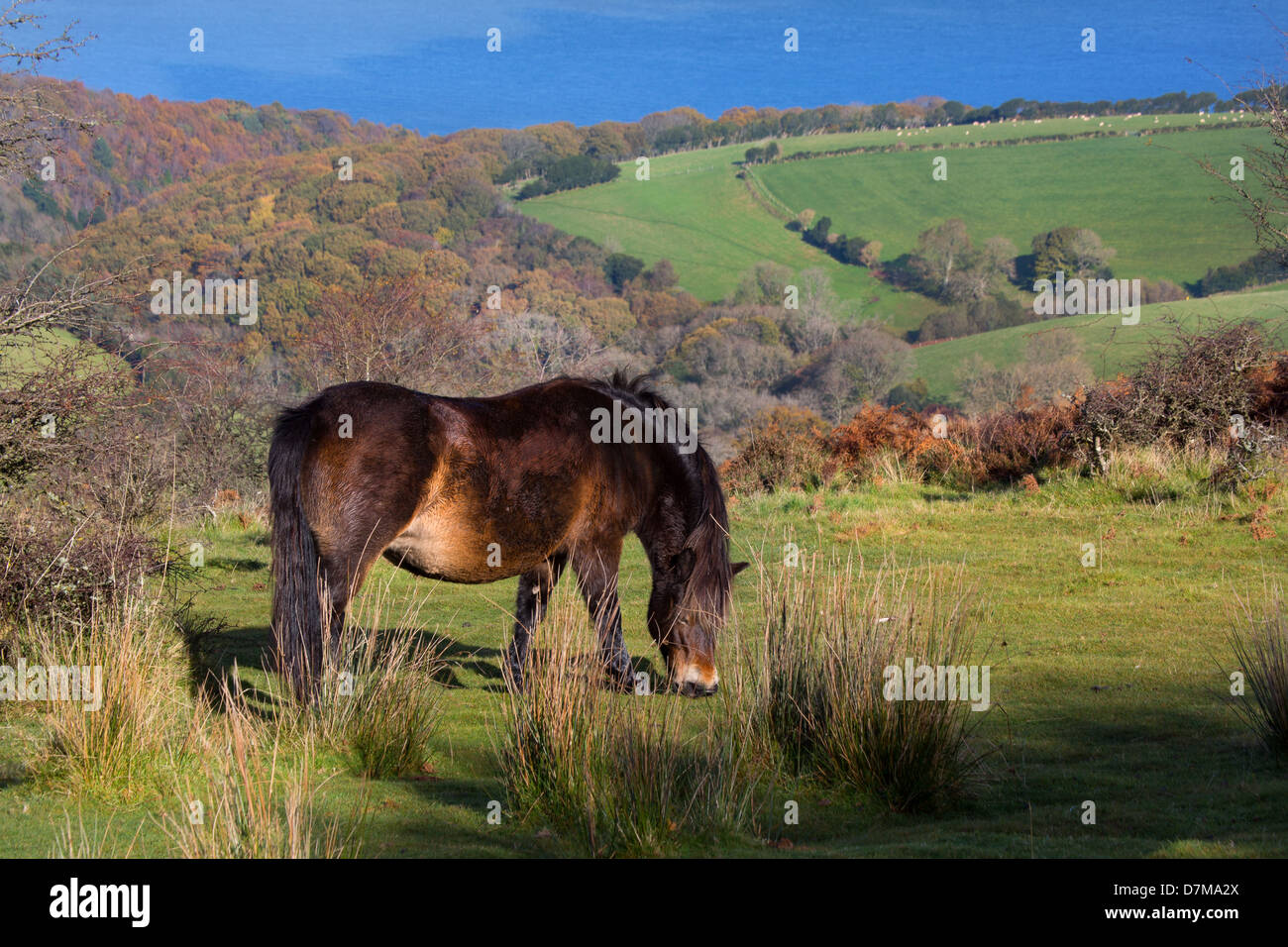 Exmoor pony, Devon. Foto Stock