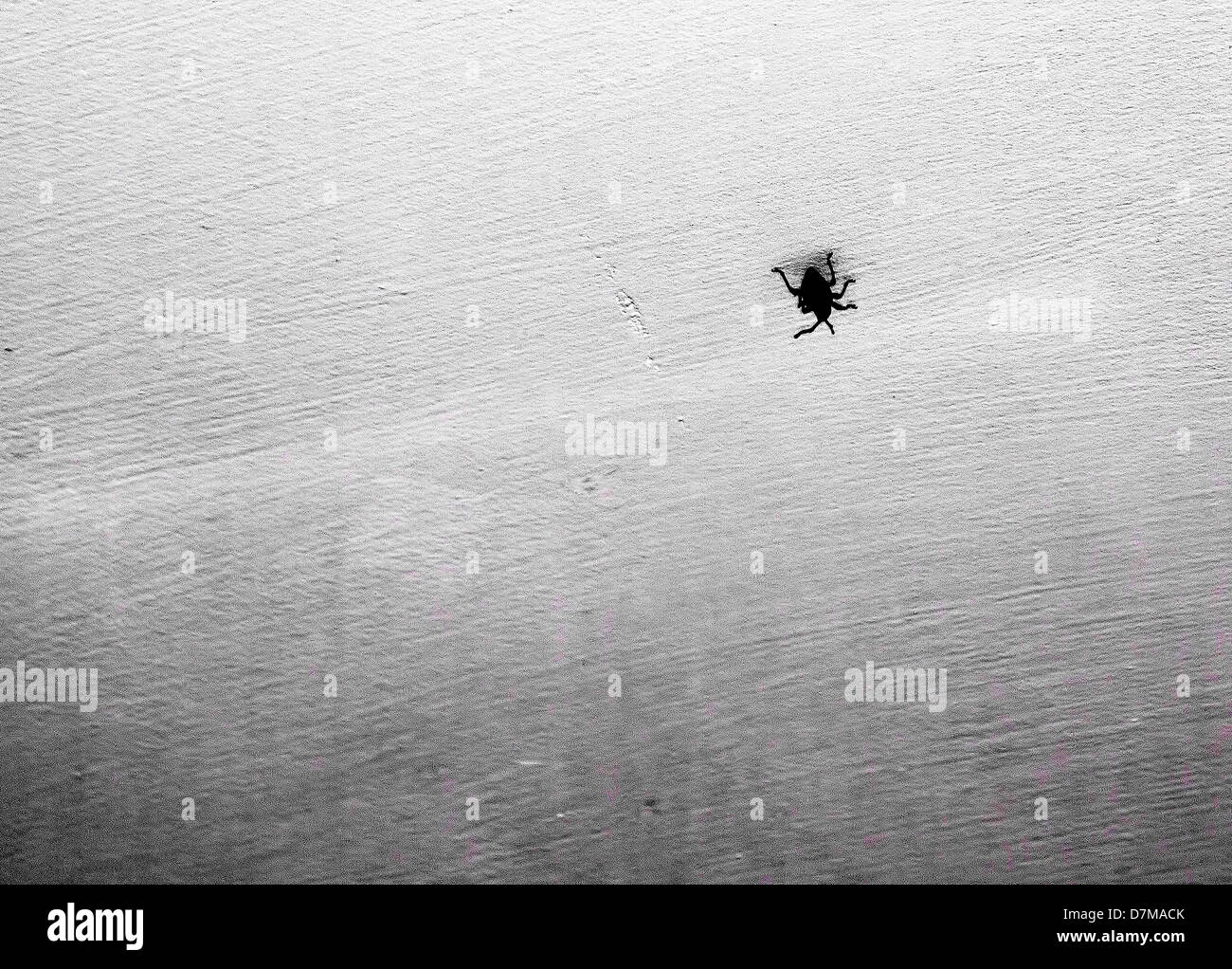 Silhouette di spider Foto Stock