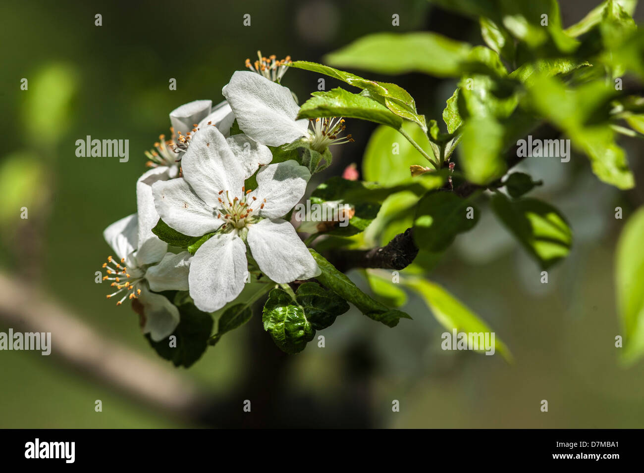 Melo in fiore, i dettagli delle filiali Foto Stock