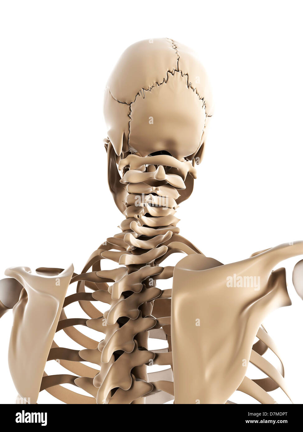 Lo scheletro, artwork Foto Stock