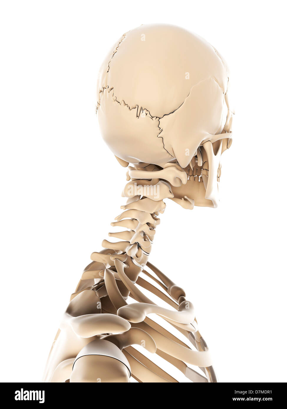 Lo scheletro, artwork Foto Stock