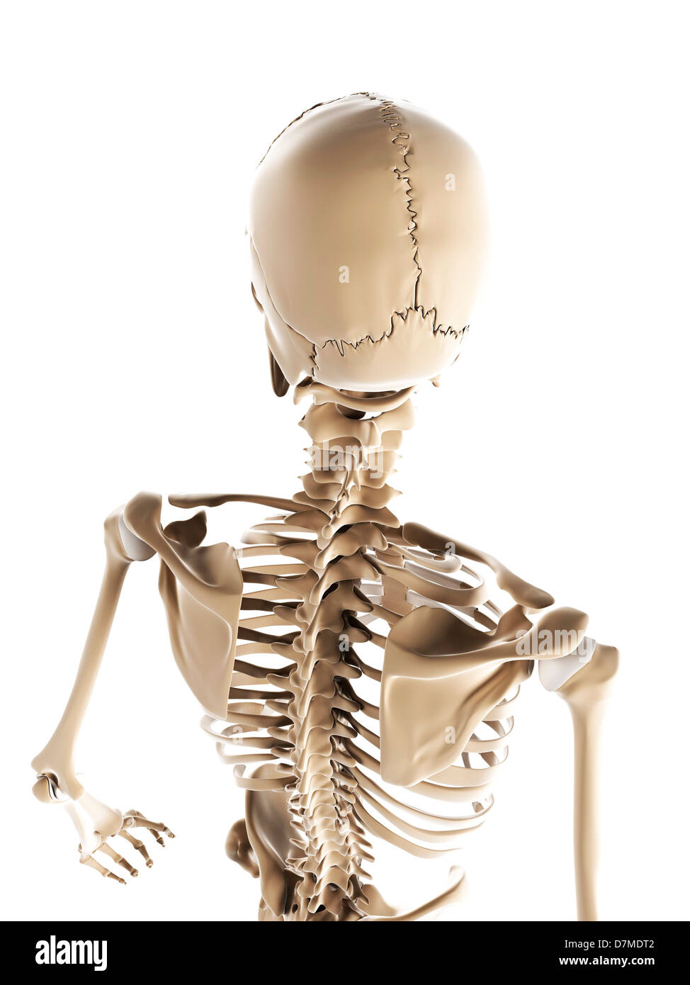 Lo scheletro, artwork Foto Stock