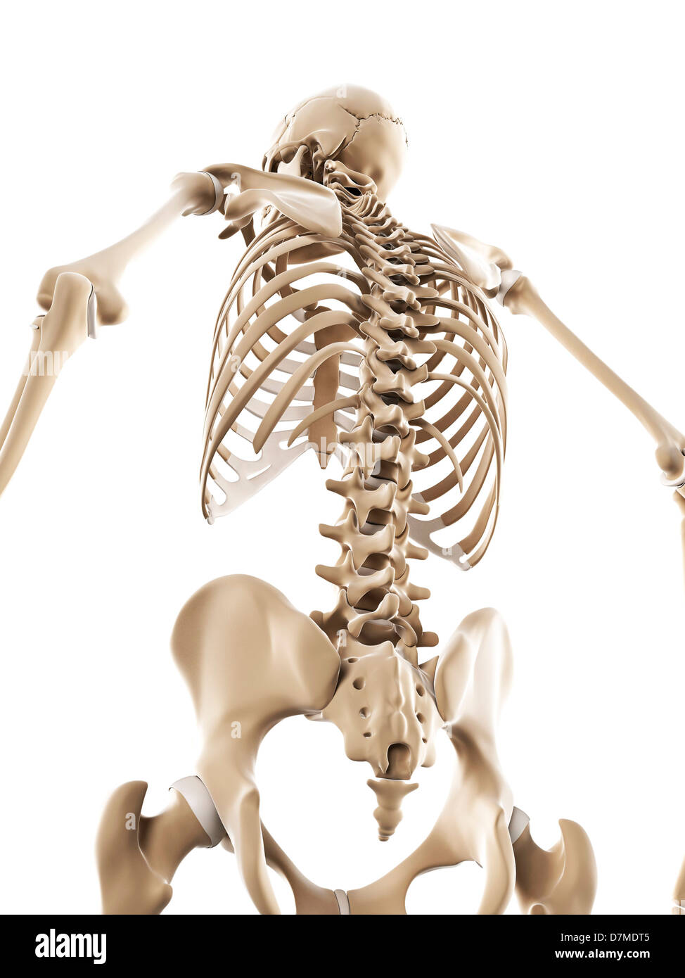 Lo scheletro, artwork Foto Stock