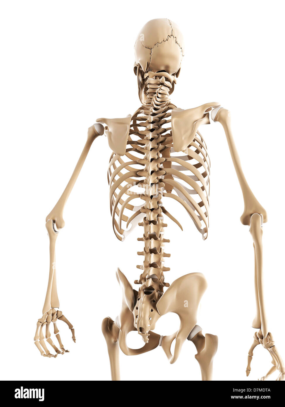 Lo scheletro, artwork Foto Stock