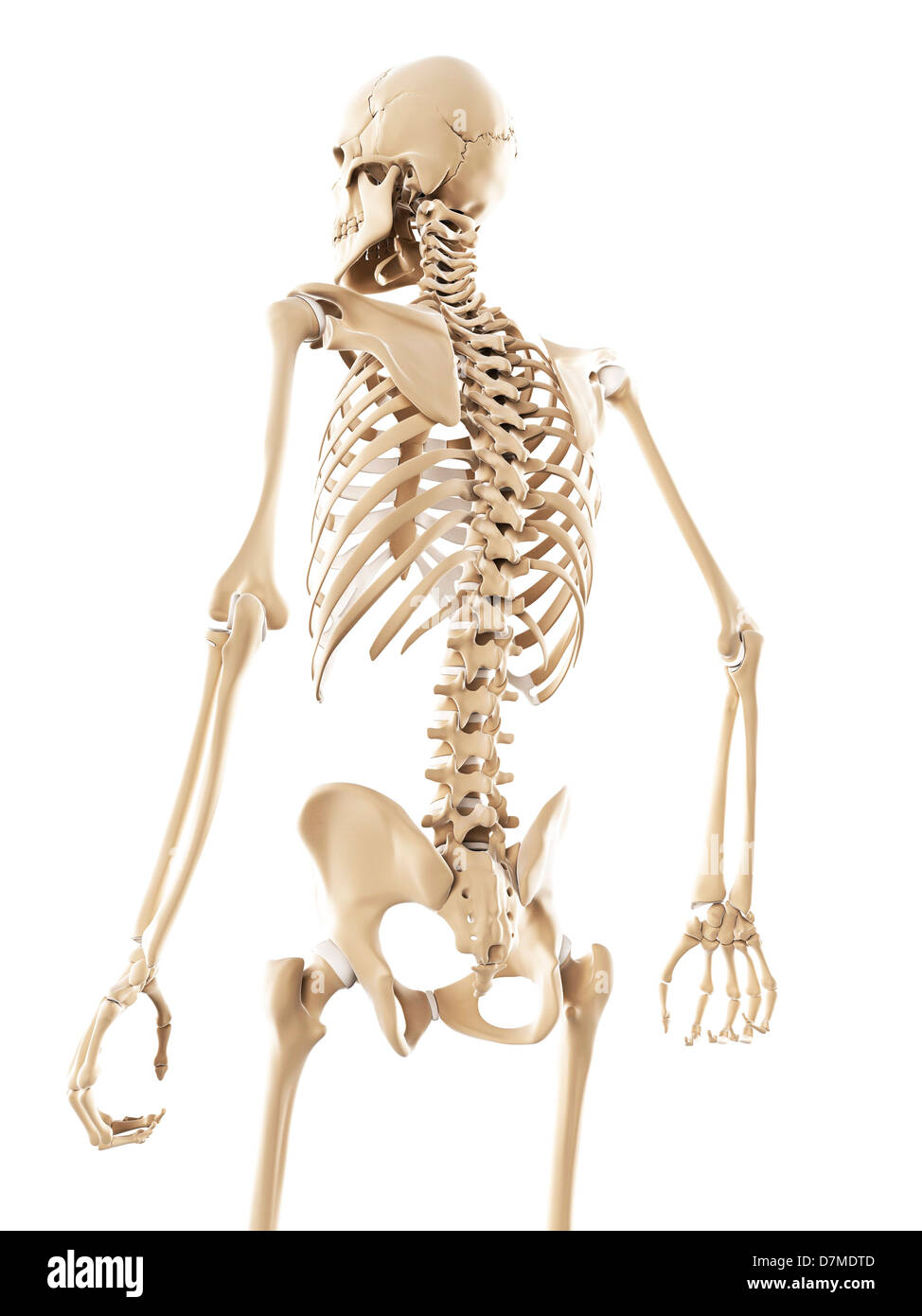 Lo scheletro, artwork Foto Stock