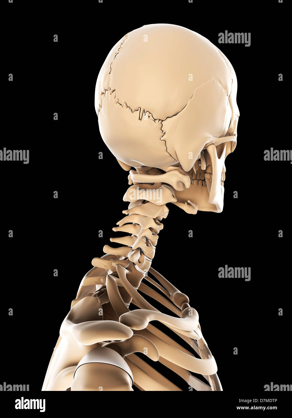 Lo scheletro, artwork Foto Stock