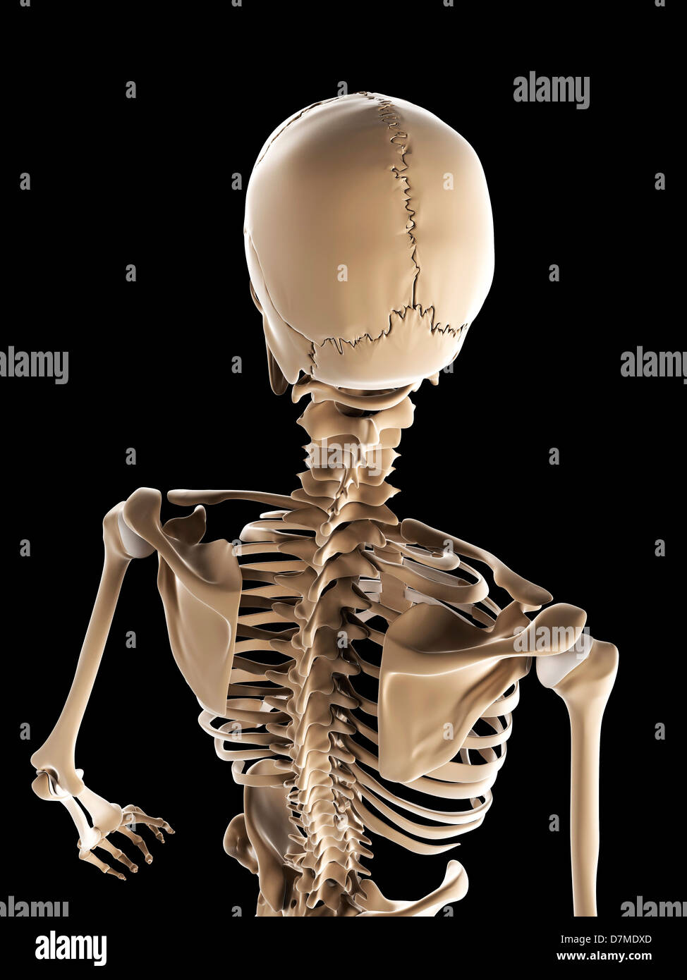 Lo scheletro, artwork Foto Stock