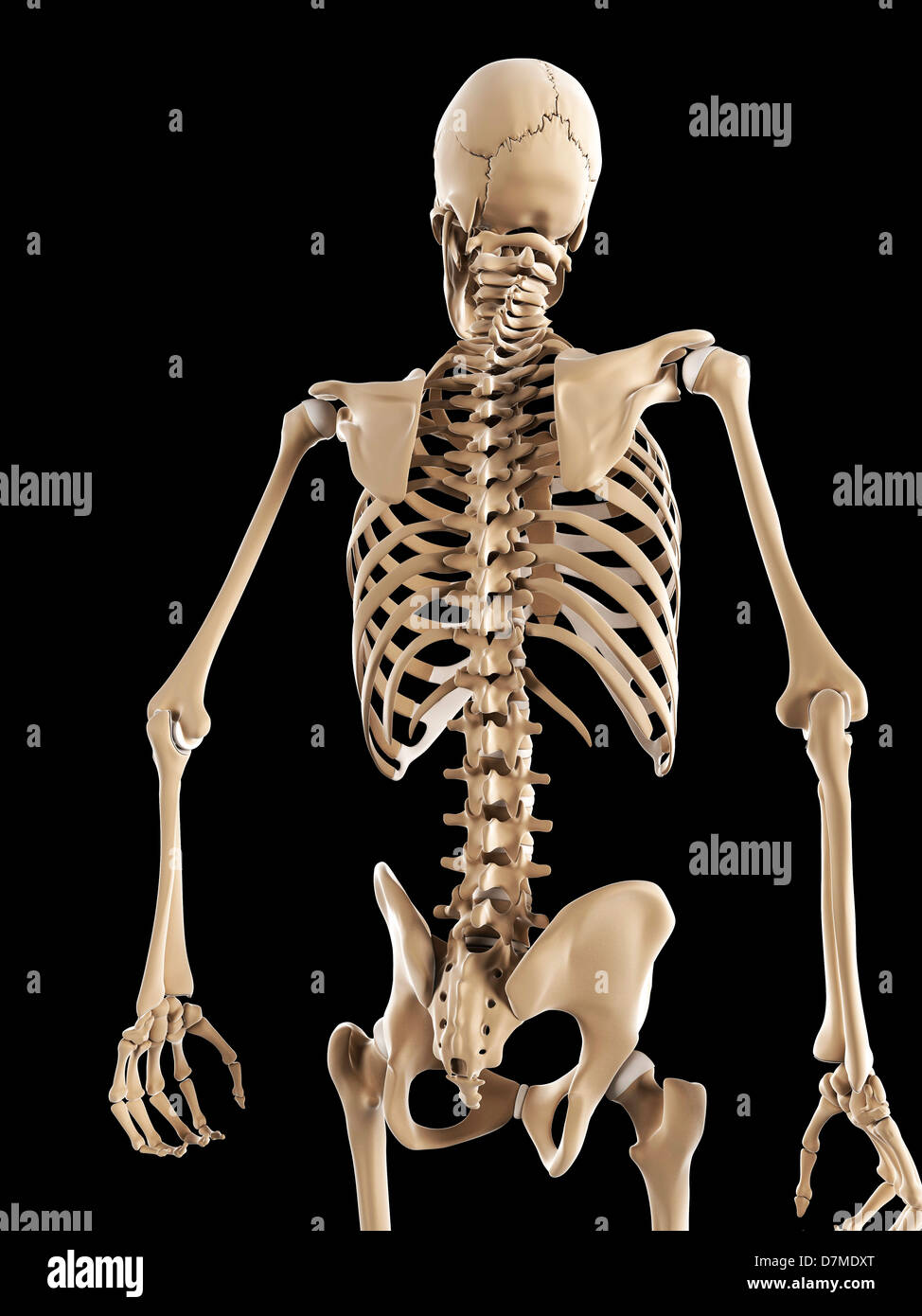 Lo scheletro, artwork Foto Stock