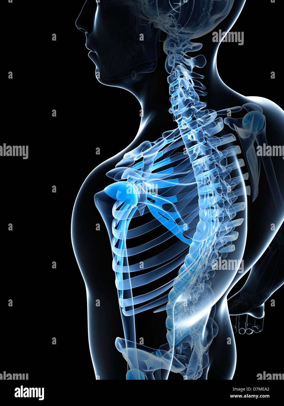 Scheletro maschio, artwork Foto Stock