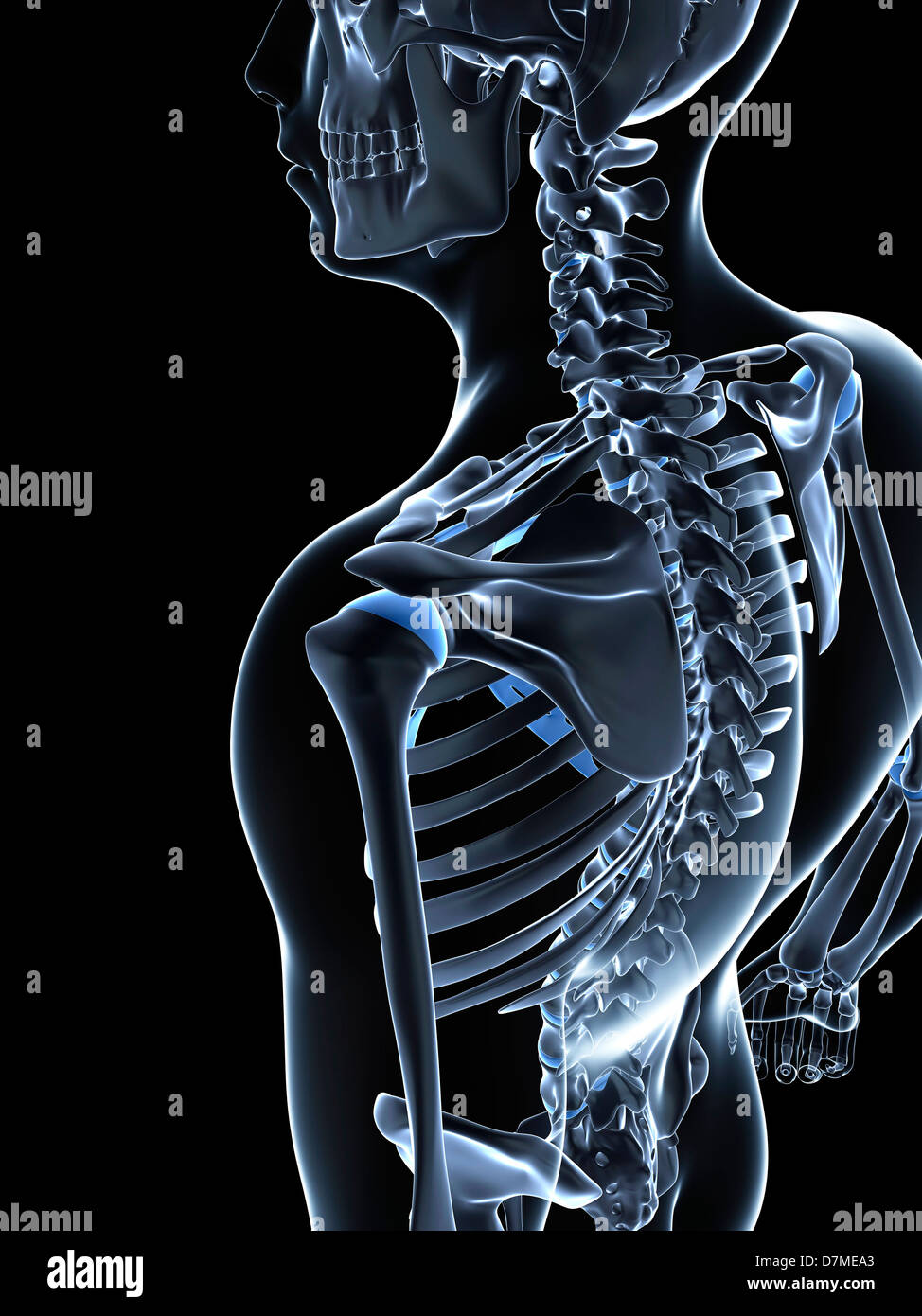 Scheletro maschio, artwork Foto Stock