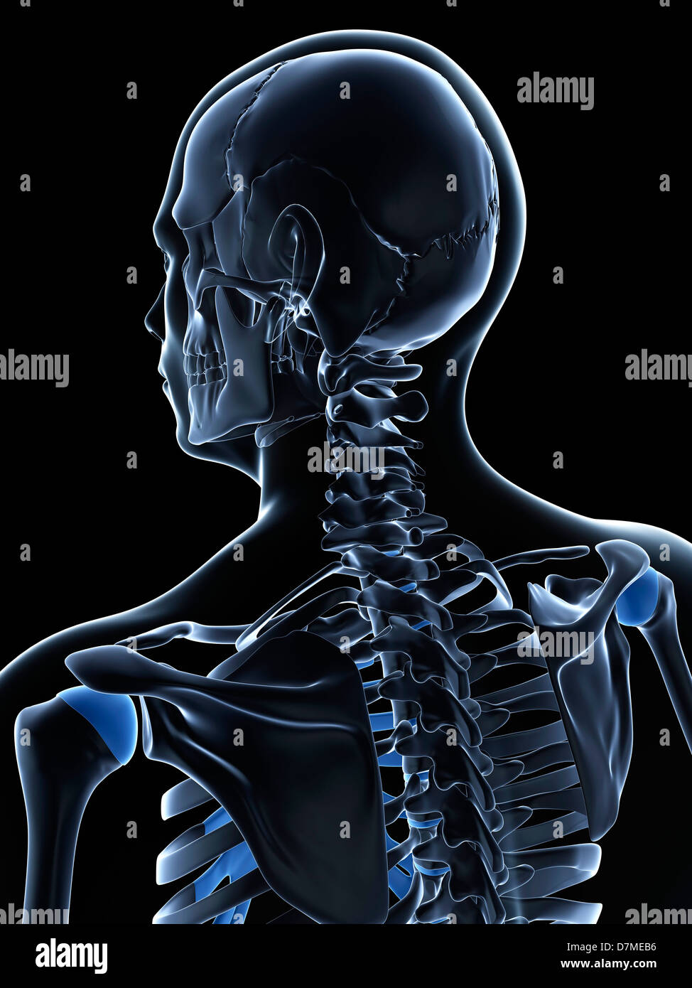 Maschio di ossa del collo, artwork Foto Stock