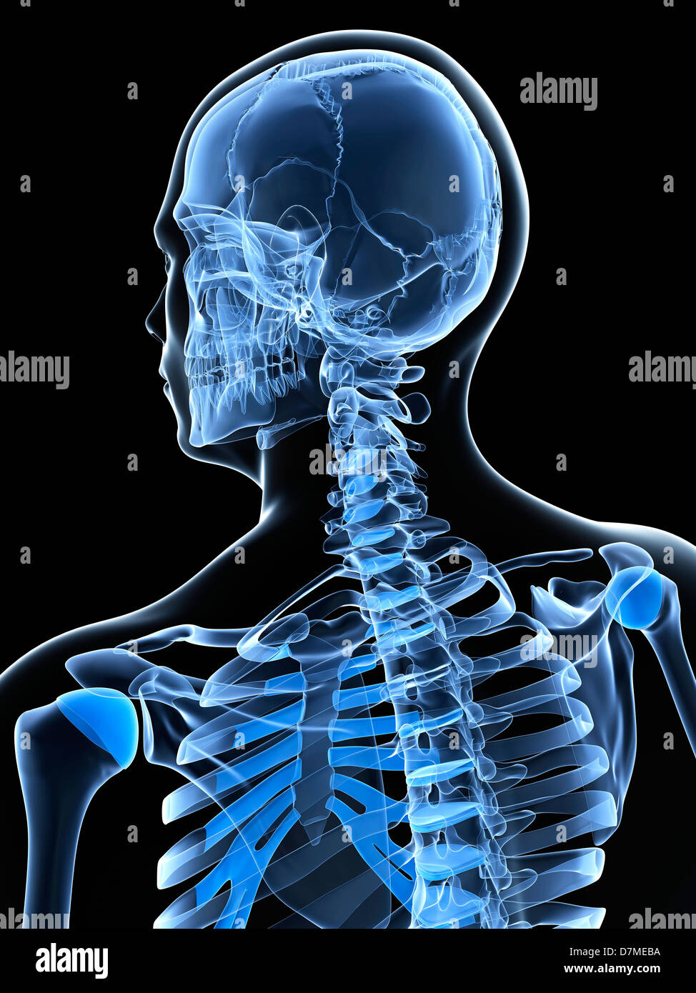 Maschio di ossa del collo, artwork Foto Stock