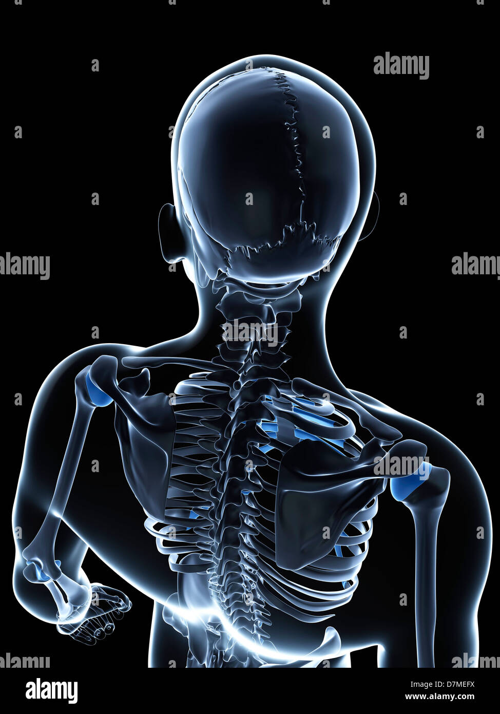 Scheletro maschio, artwork Foto Stock