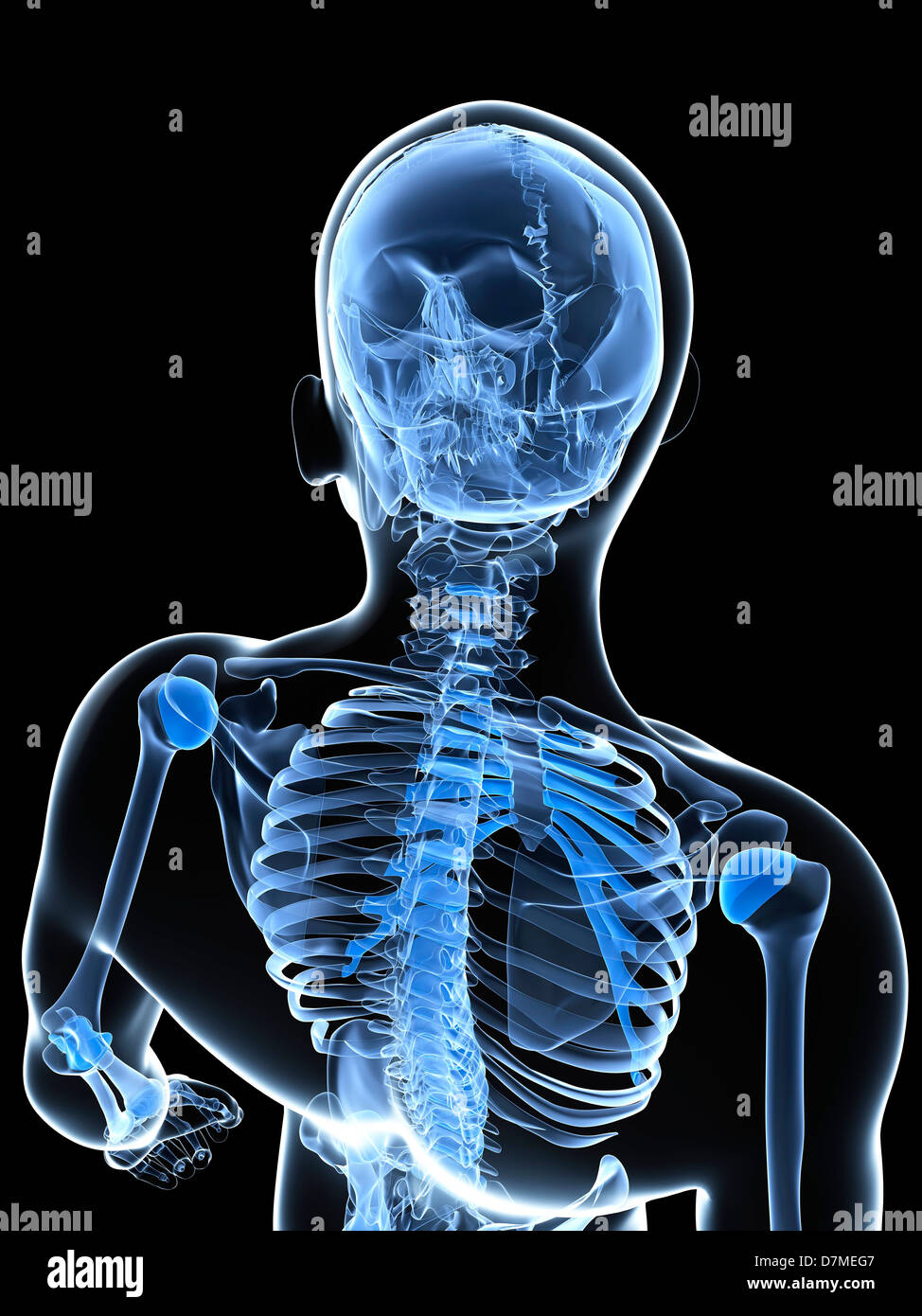 Scheletro maschio, artwork Foto Stock