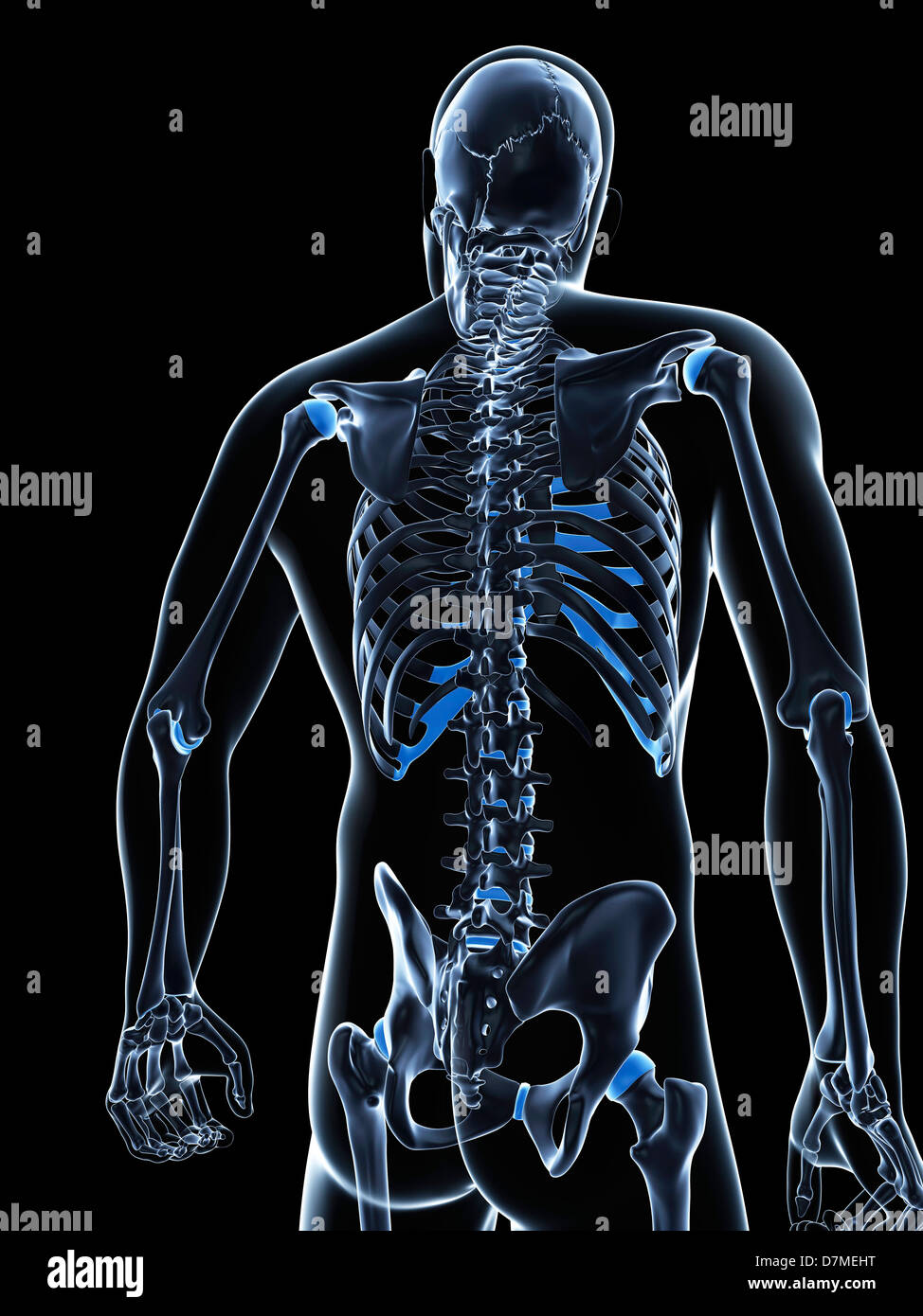 Scheletro maschio, artwork Foto Stock