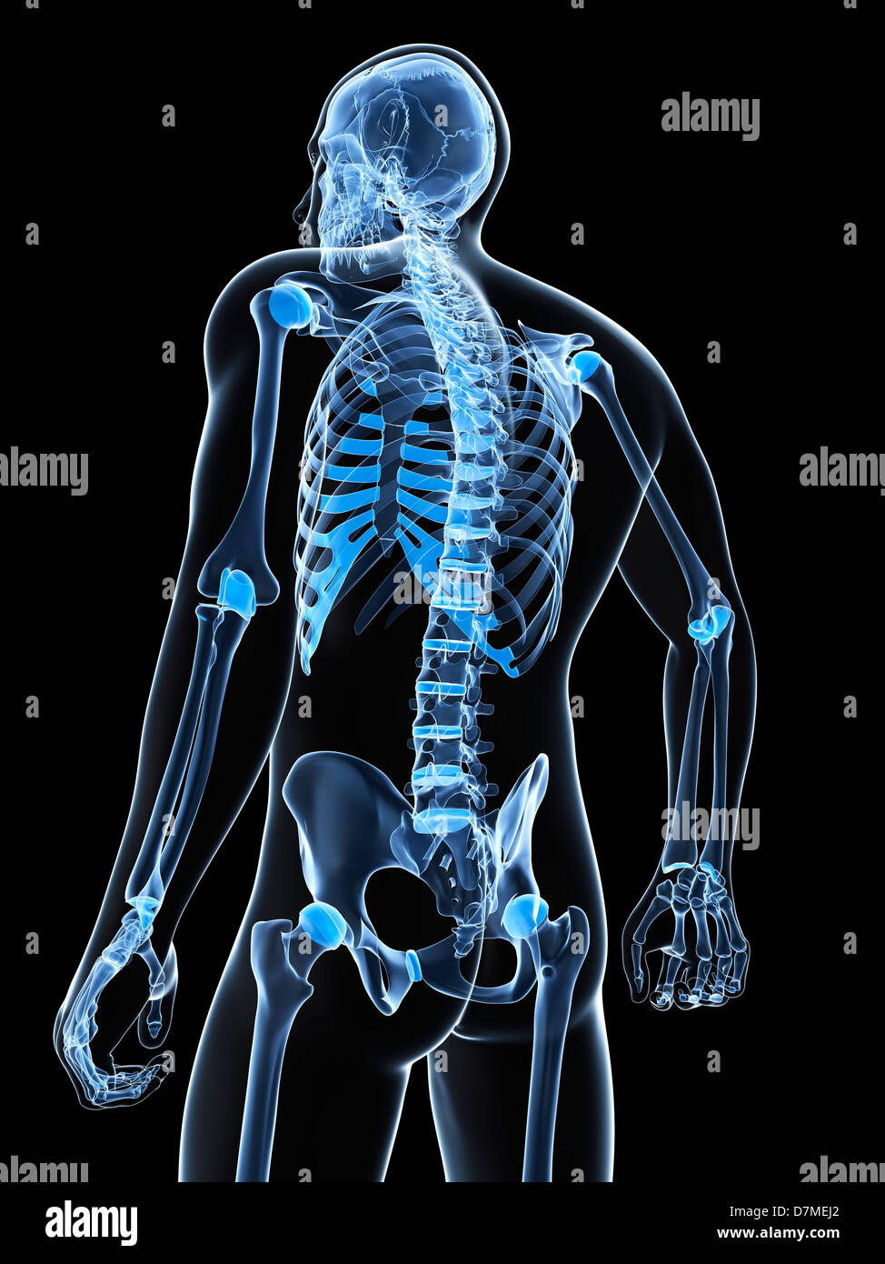 Scheletro maschio, artwork Foto Stock