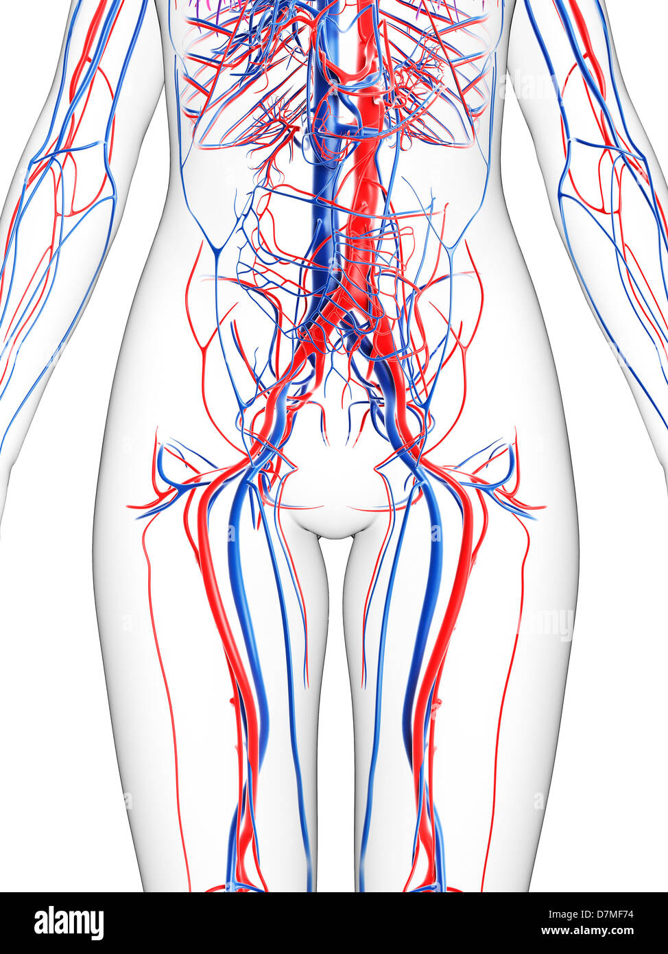 Femmina sistema vascolare, artwork Foto Stock