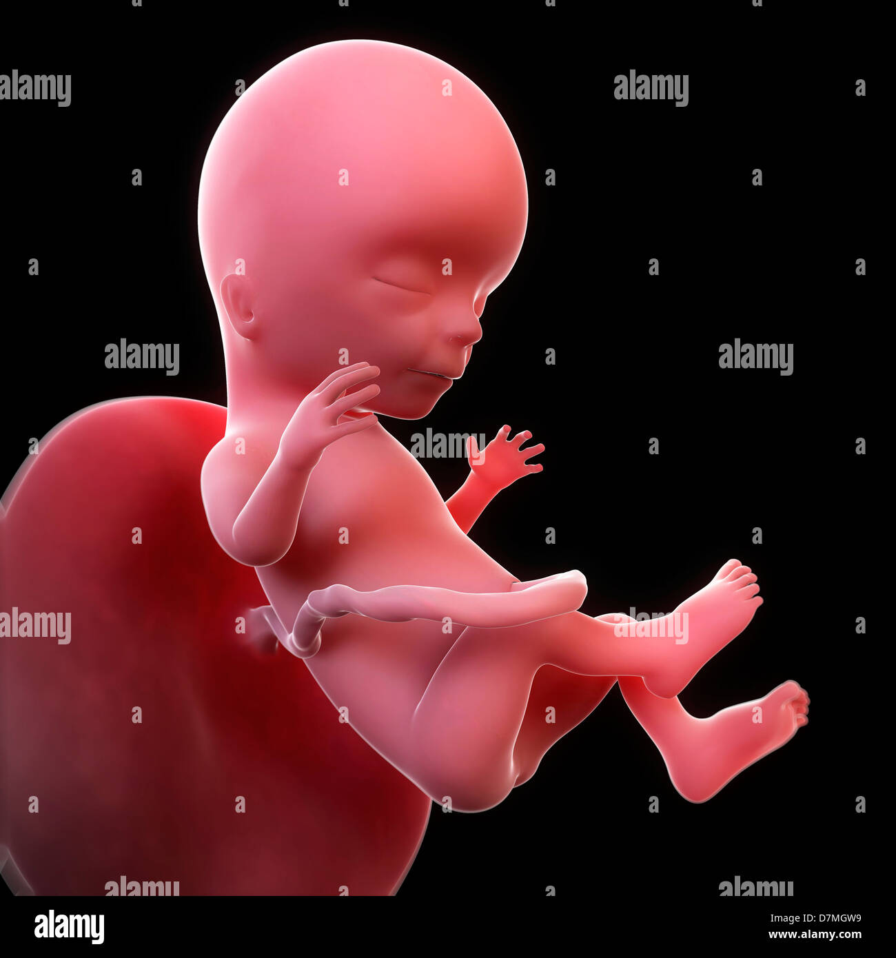 Feto A 15 Settimane Artwork Foto Stock Alamy
