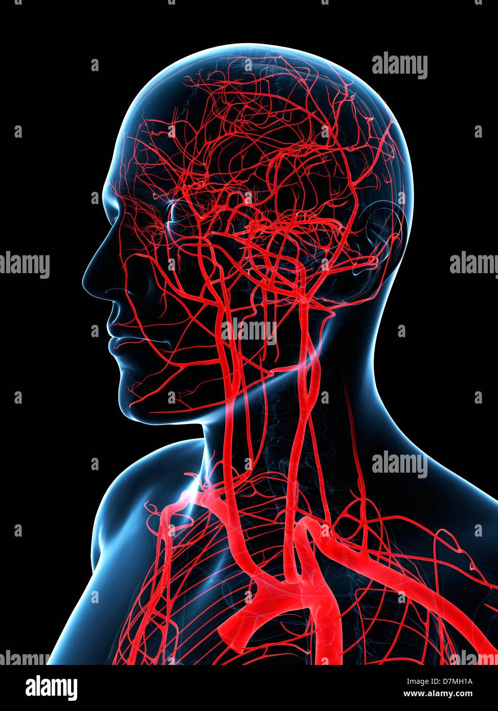 Testa e collo arterie, artwork Foto Stock