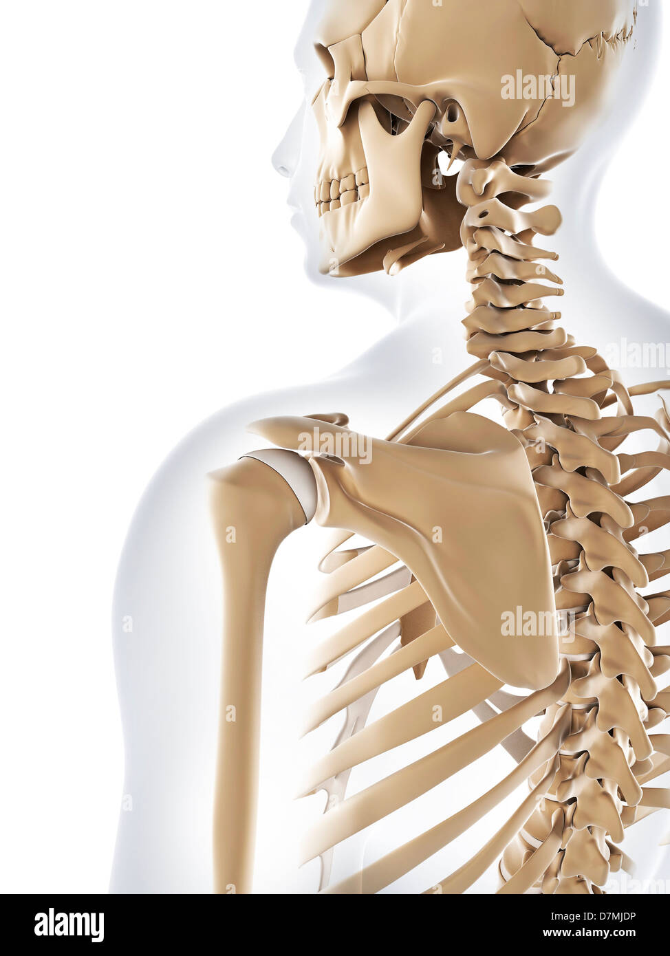 Scheletro maschio, artwork Foto Stock