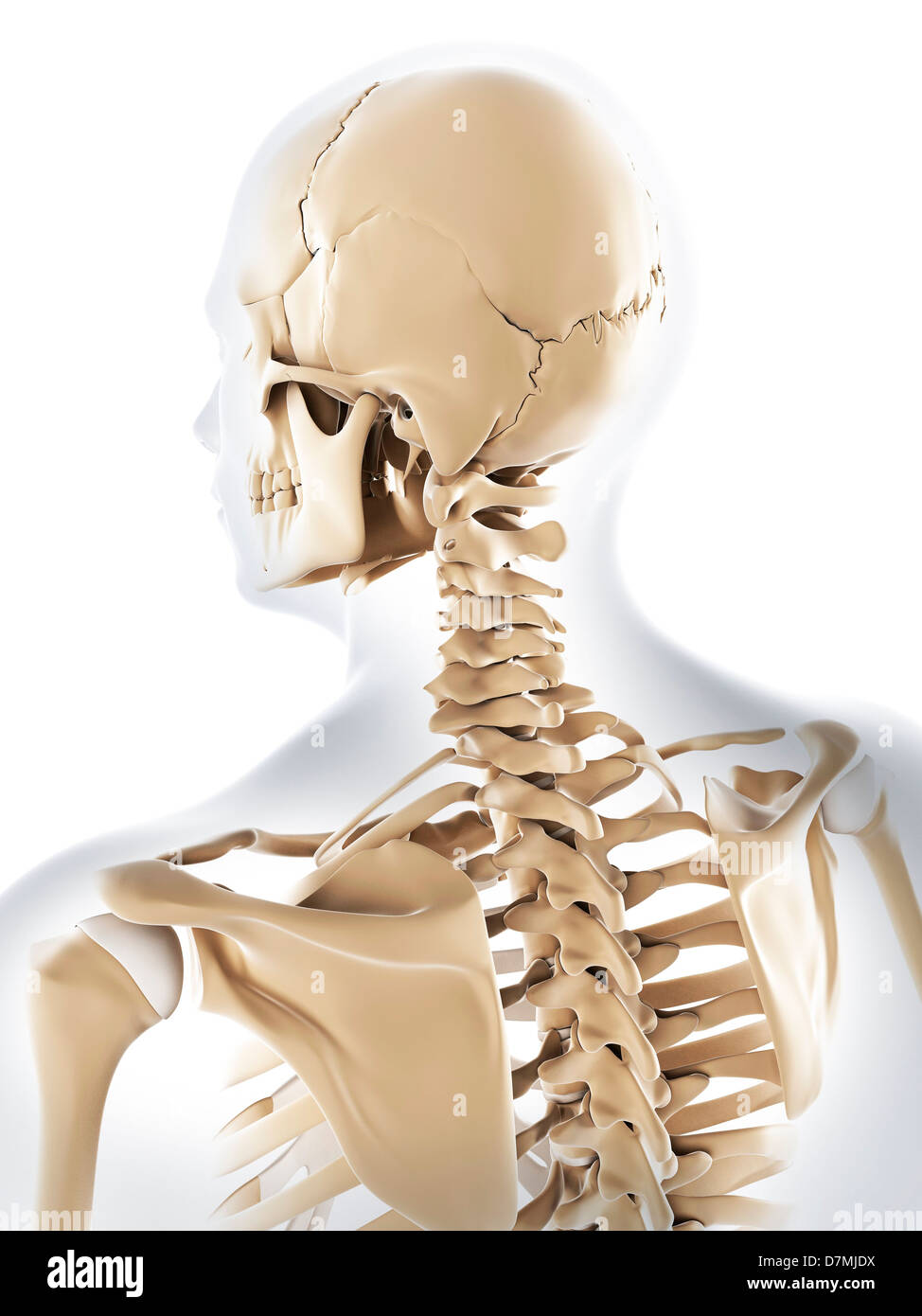 Scheletro maschio, artwork Foto Stock