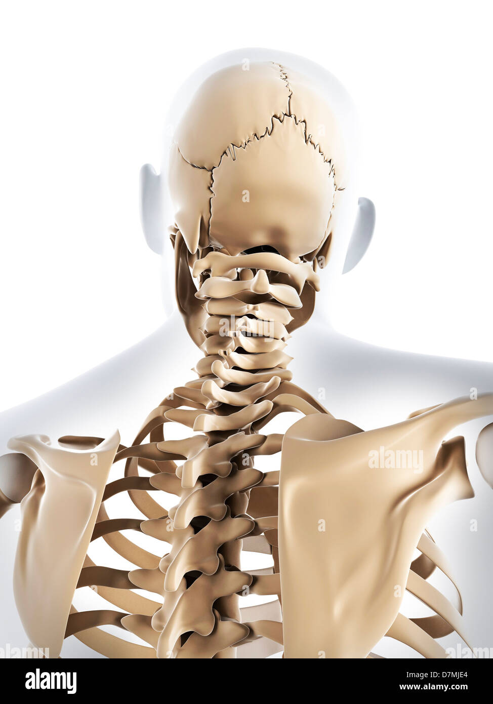 Scheletro maschio, artwork Foto Stock