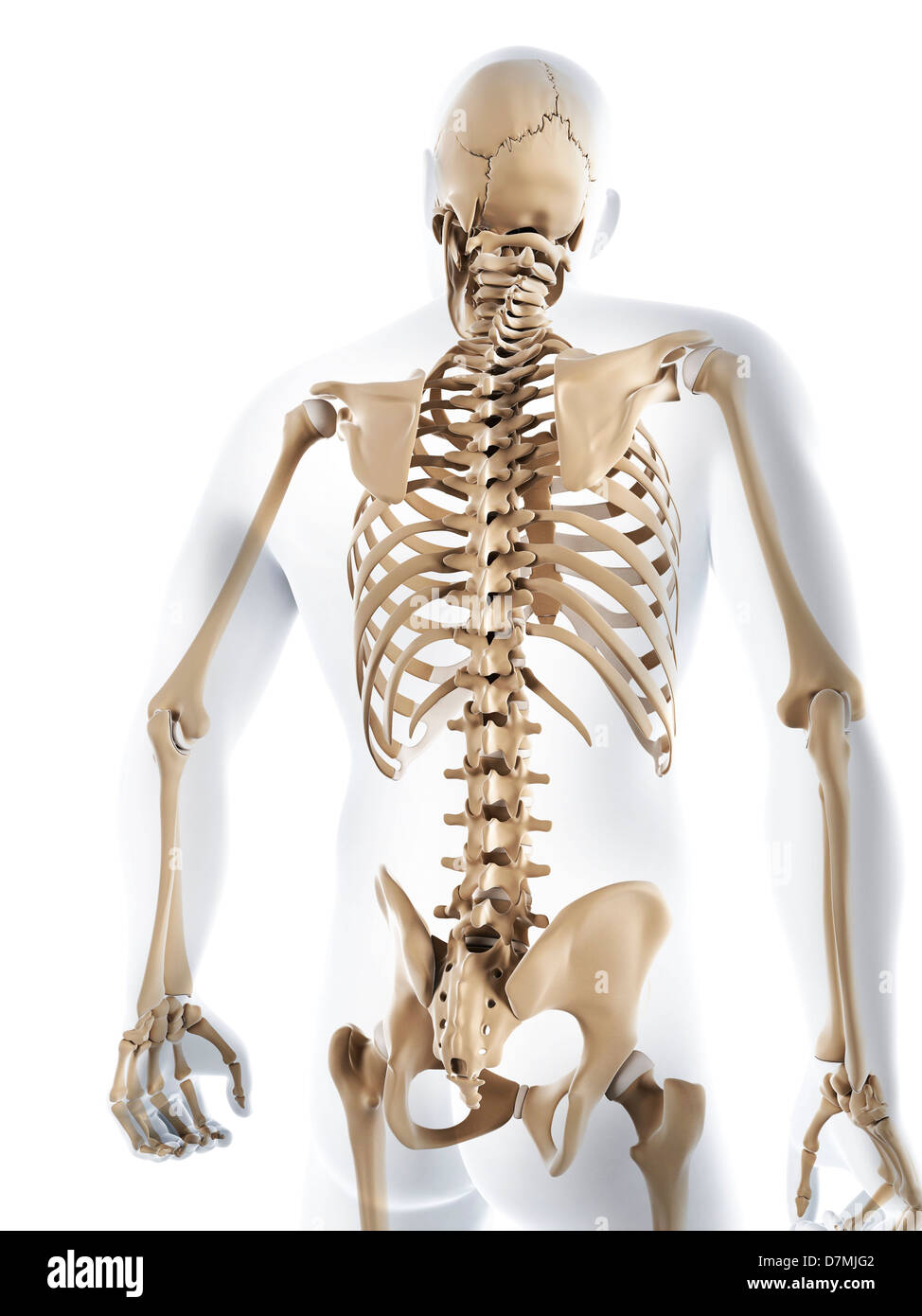 Scheletro maschio, artwork Foto Stock