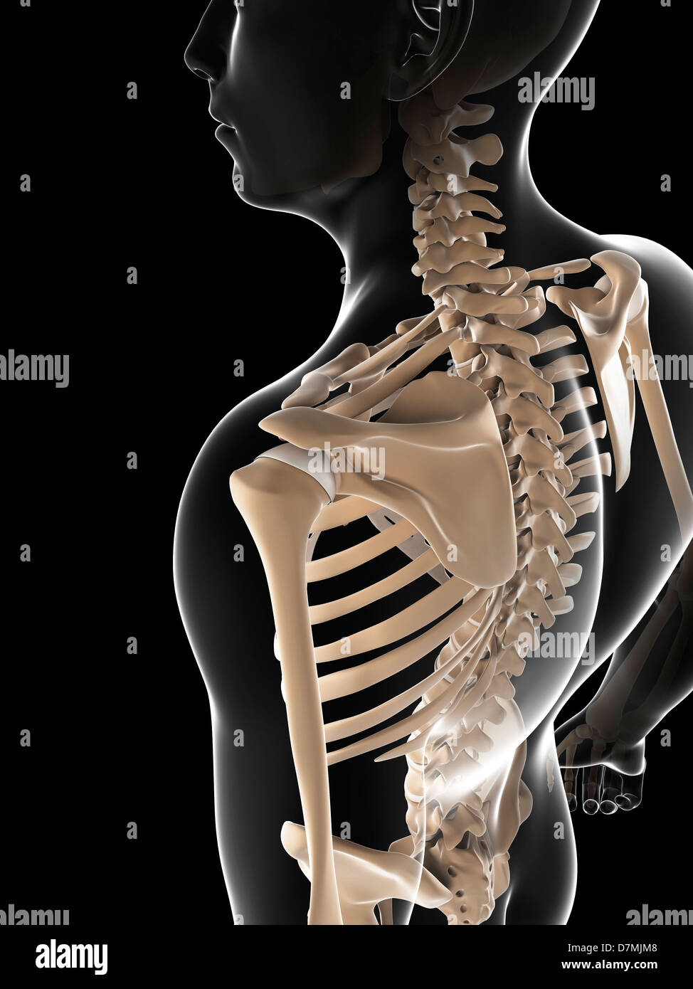 Scheletro maschio, artwork Foto Stock