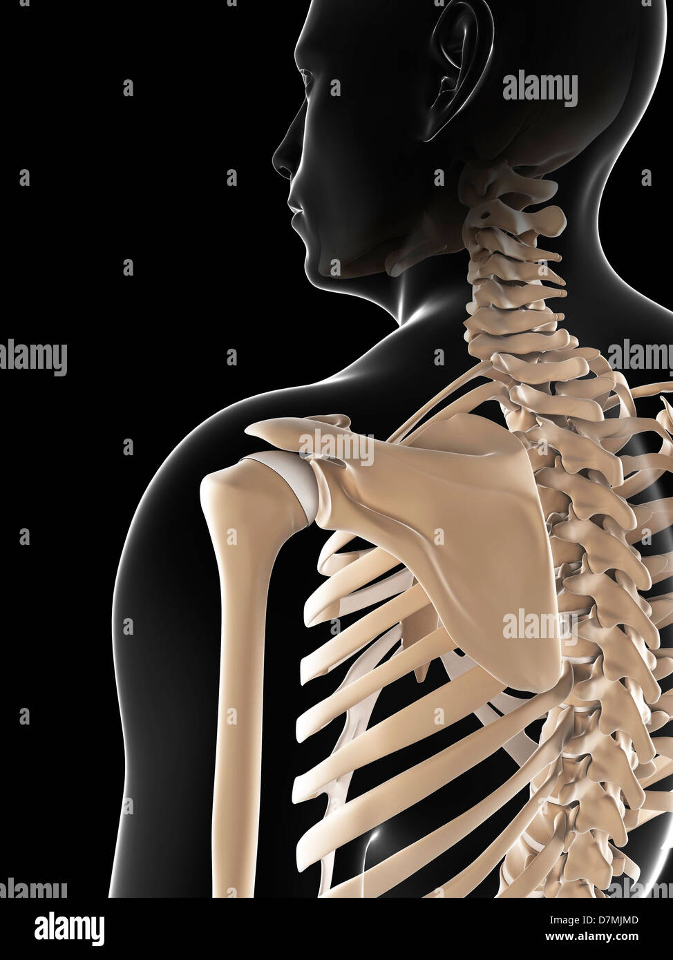 Scheletro maschio, artwork Foto Stock