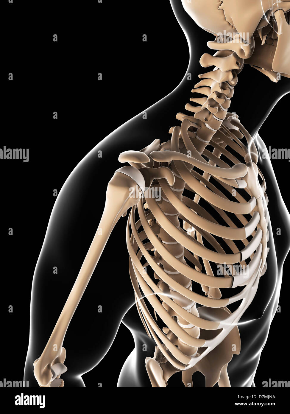 Scheletro maschio, artwork Foto Stock