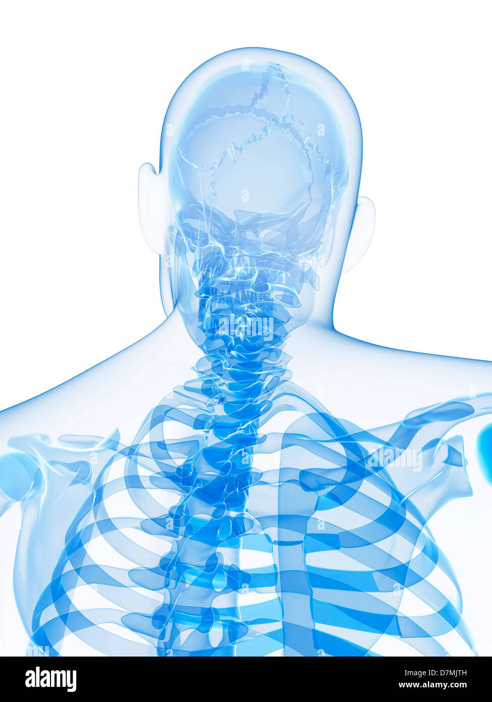 Scheletro maschio, artwork Foto Stock