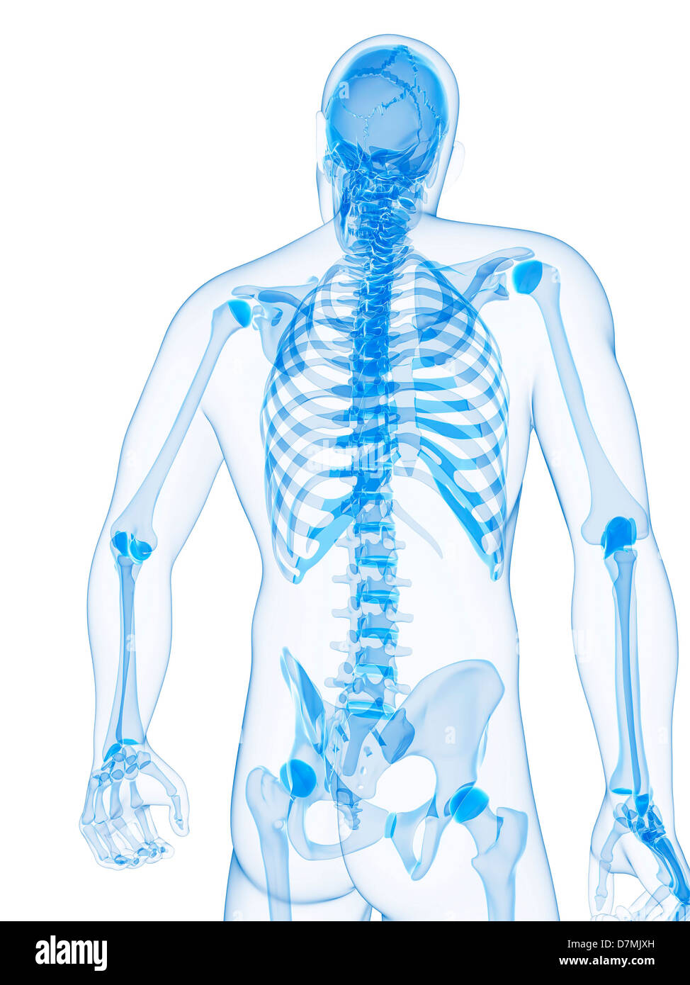 Scheletro maschio, artwork Foto Stock