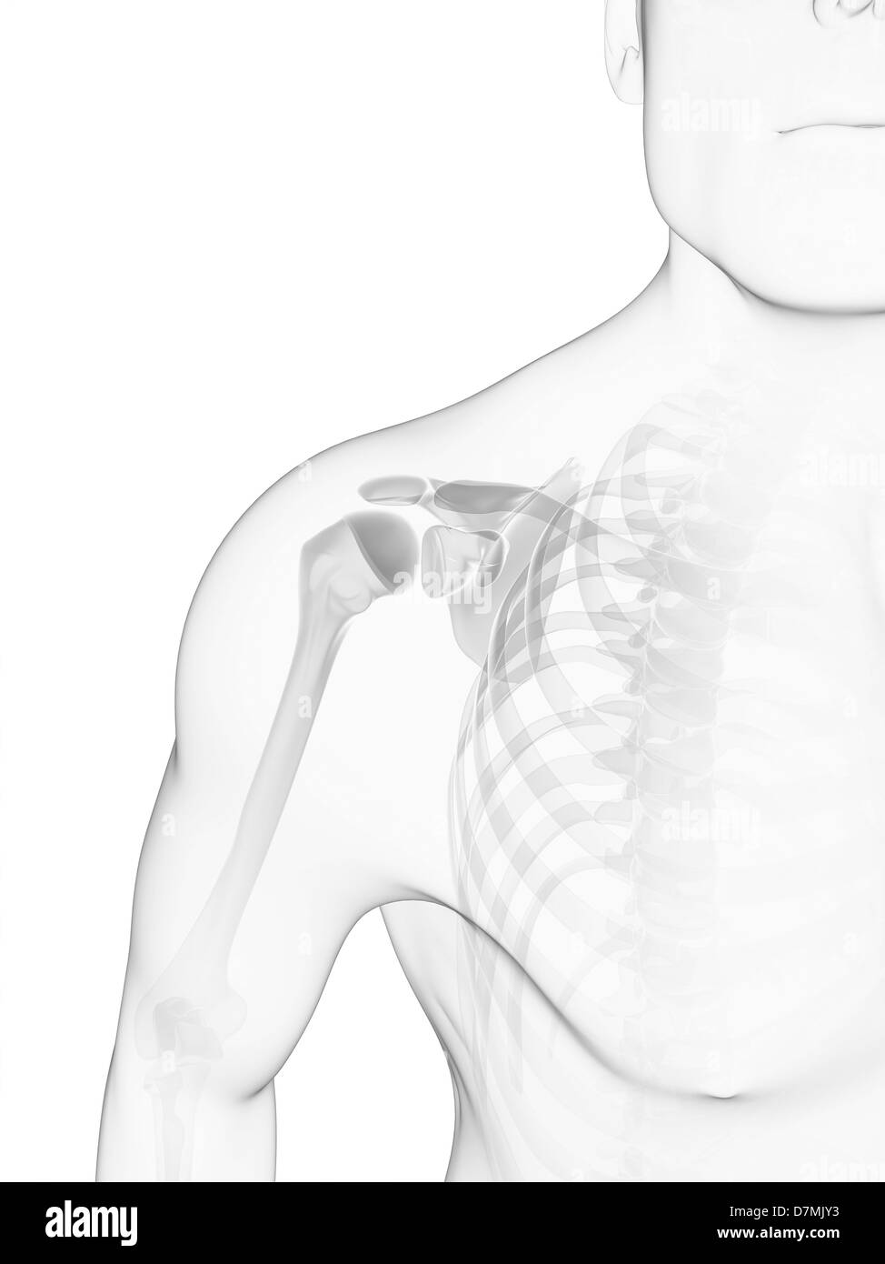 Le ossa della spalla, artwork Foto Stock