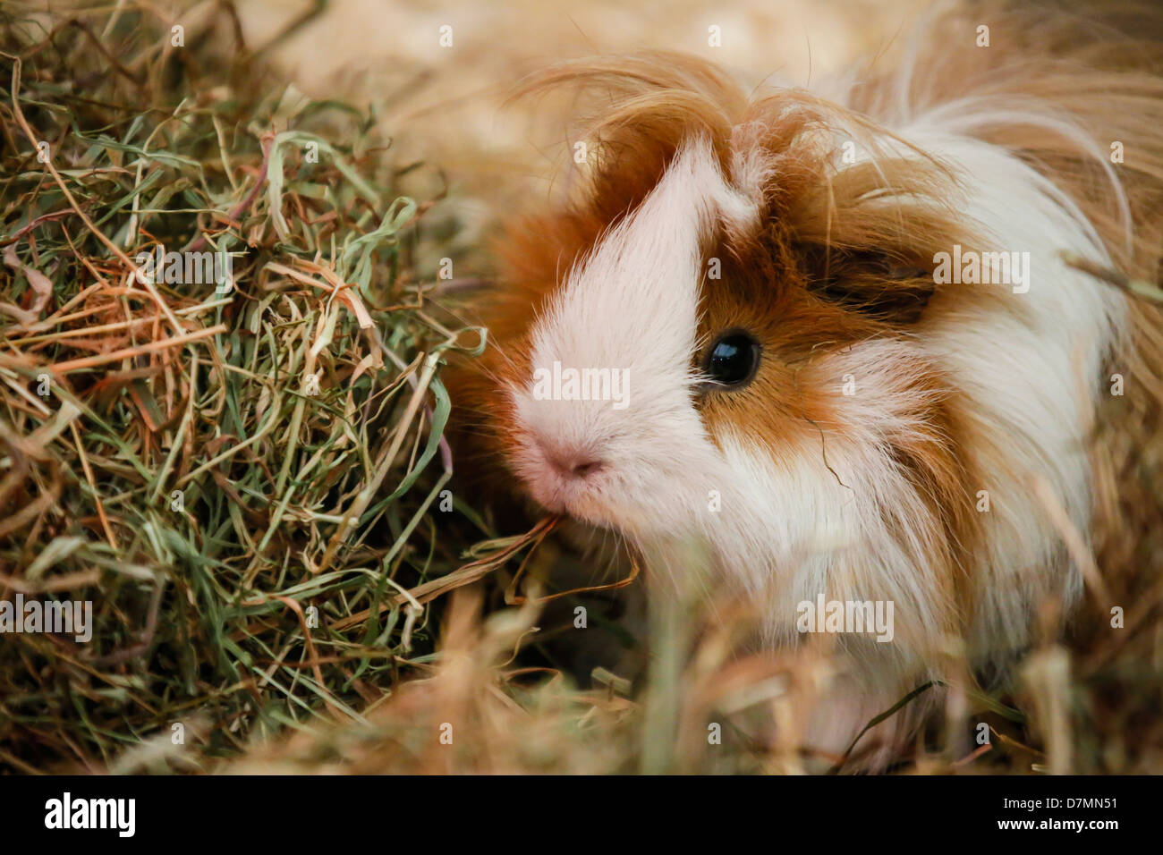 Un Lone Cavia detenute in uno zoo di animali domestici Foto Stock