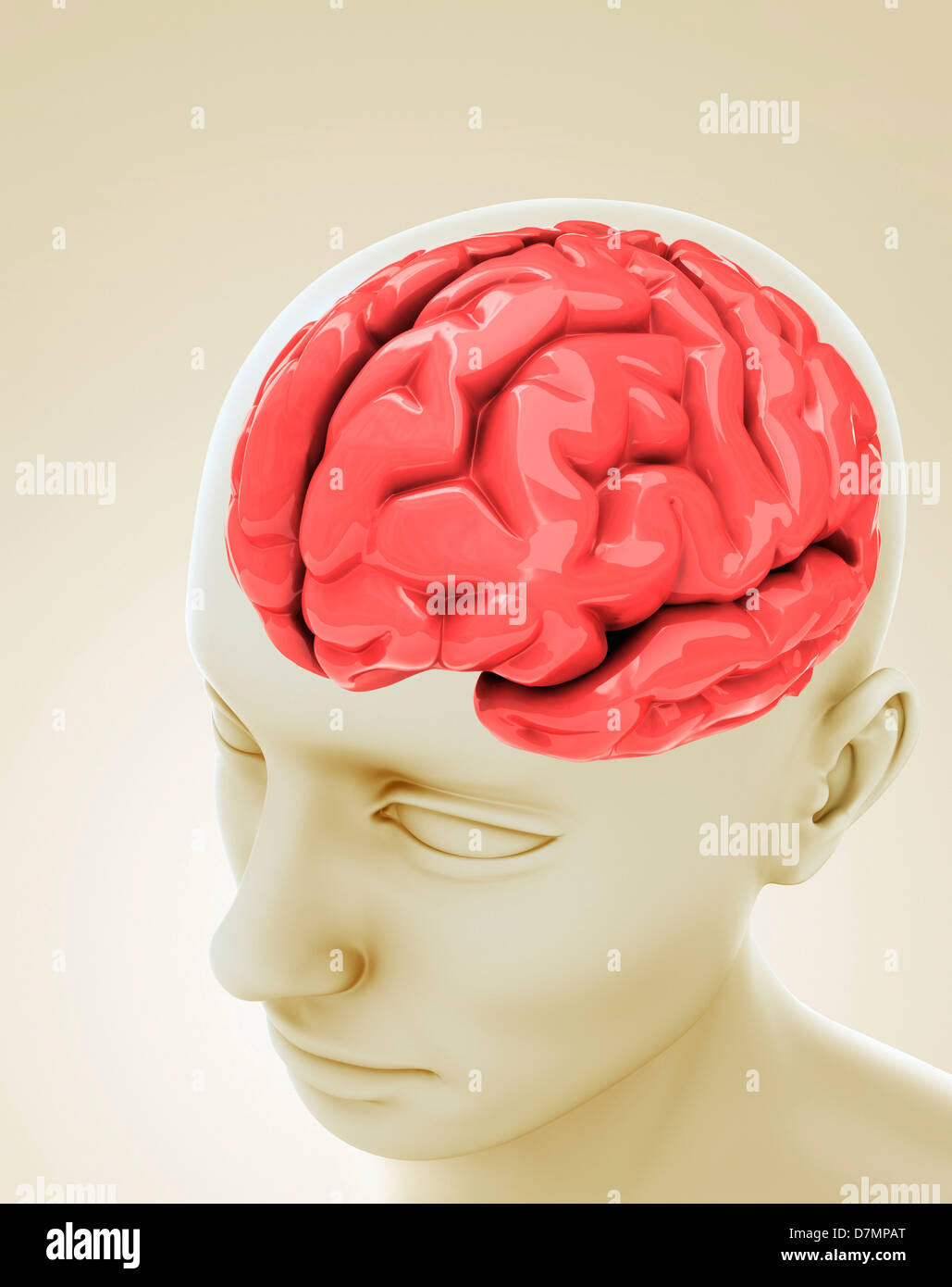 Cervello umano, artwork Foto Stock