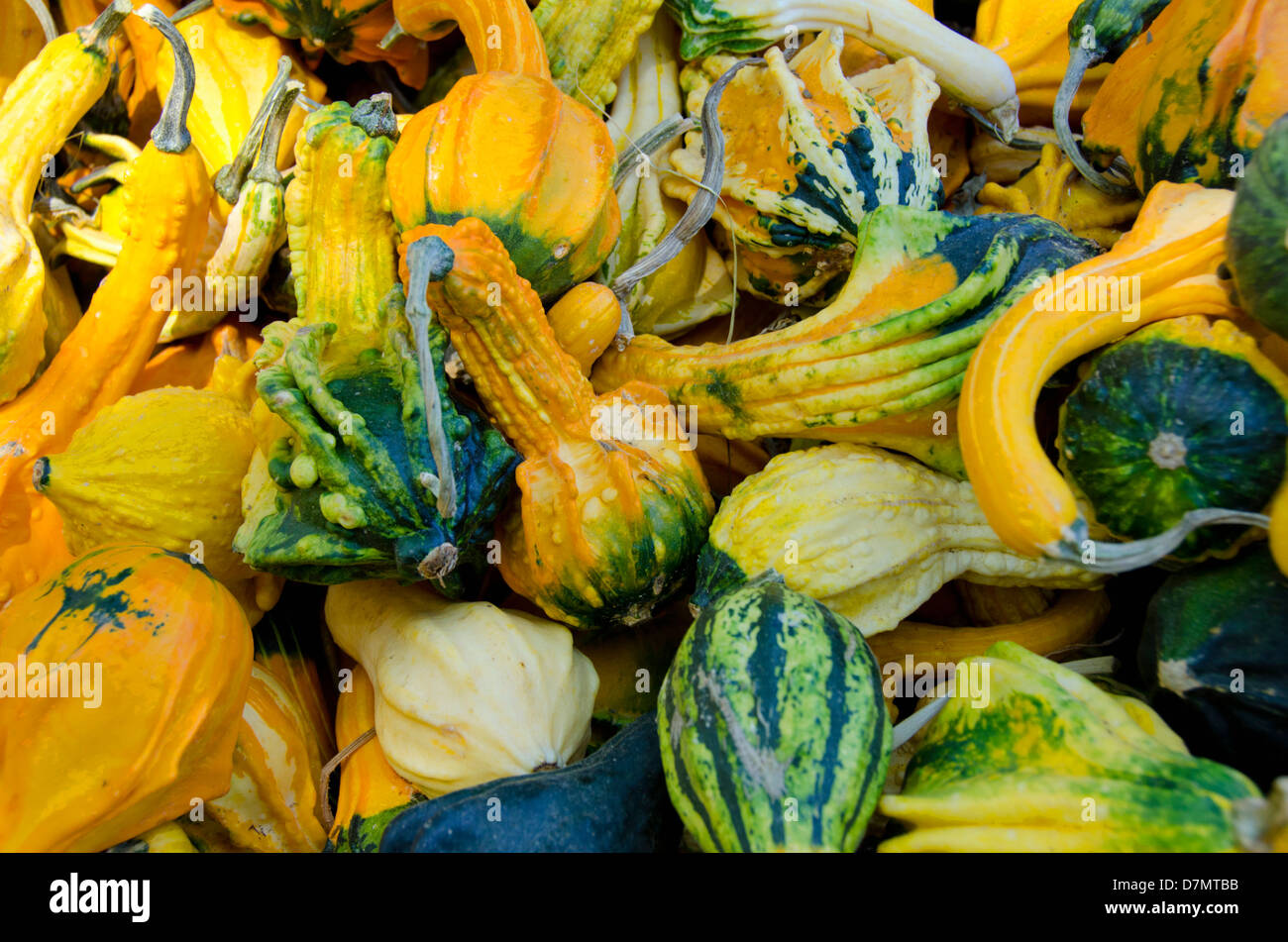 California frutta stand raccolto autunnale. 'Ornamentali' alato zucche. Foto Stock