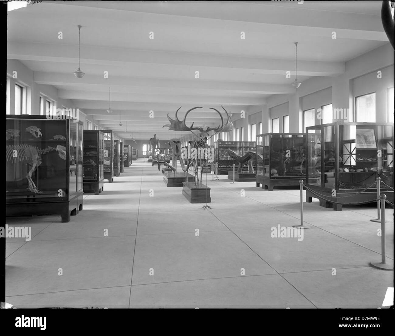 Uno scheletro di cervo irlandese esposto al Chicago Field Museum, che rappresenta la fauna preistorica e mostra le caratteristiche uniche e le grandi dimensioni delle antiche specie. Foto Stock