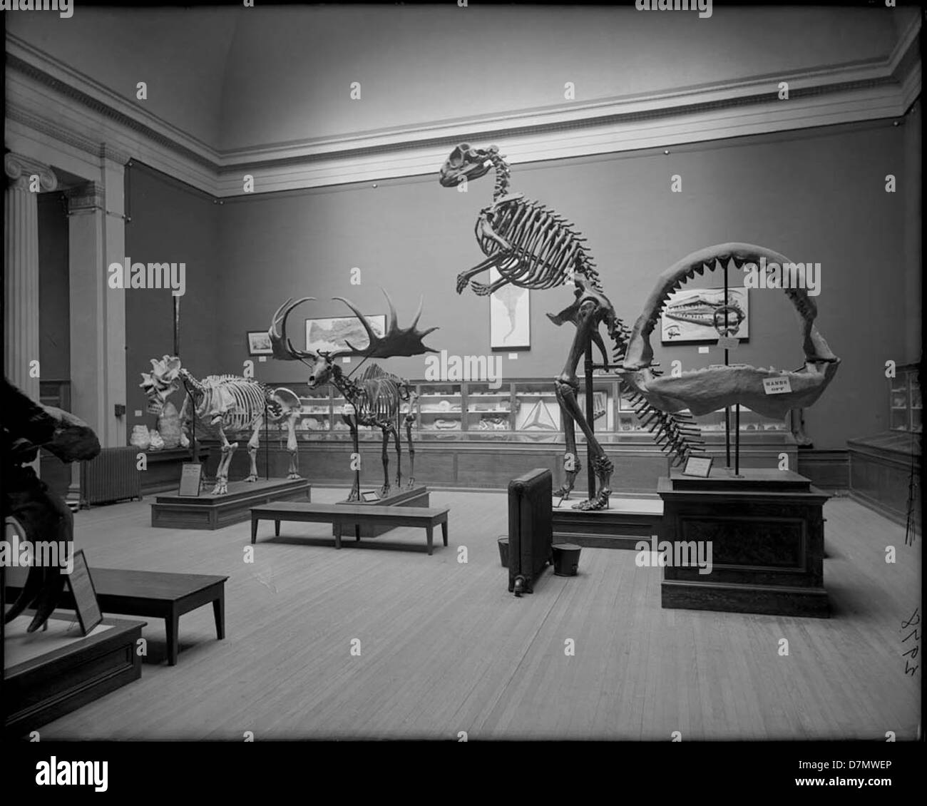 Questa fotografia mostra gli scheletri fossili di un cervo irlandese o di un alce, Hadrosauro e altre specie preistoriche esposte al Field Museum di Chicago, evidenziando il ruolo del museo nella ricerca di storia naturale. Foto Stock