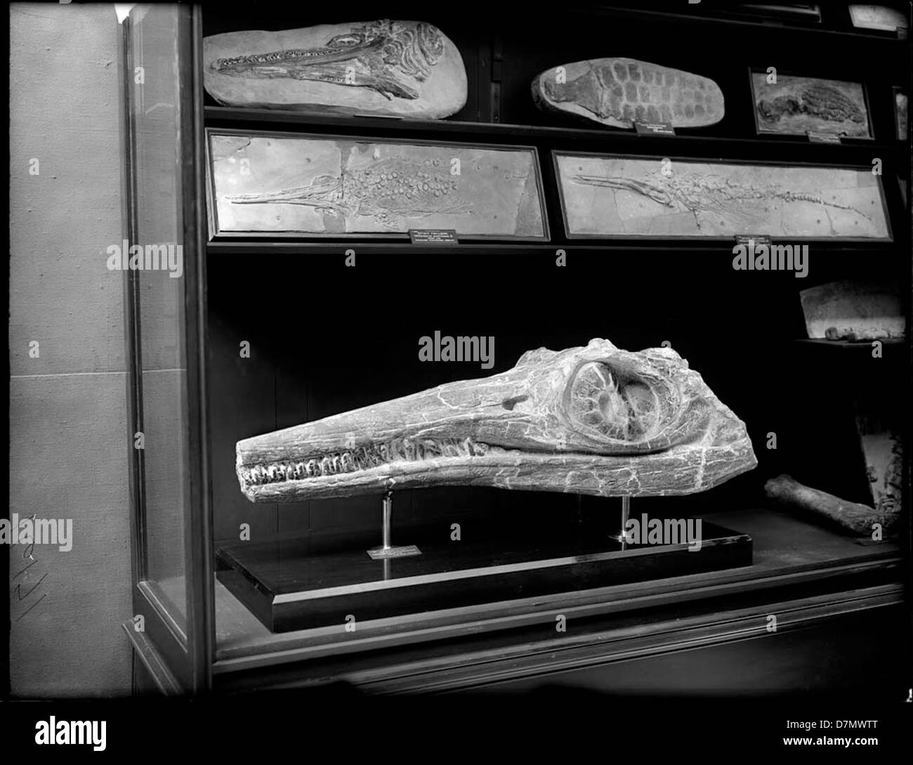 Questa immagine mostra il cranio fossile di un ittiosauro, esposto al Field Museum di Chicago. L'esemplare rappresenta un rettile marino preistorico, che mostra aspetti importanti dell'antica vita marina. Foto Stock