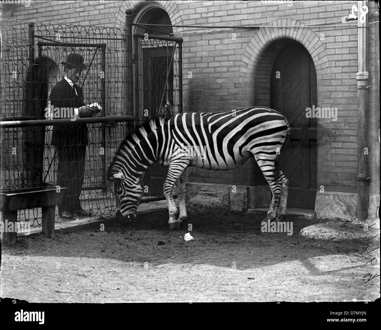 Questa immagine raffigura una zebra e un uomo al Lincoln Park Zoo di Chicago. Lo zoo, noto per la sua collezione di animali selvatici, offre uno sguardo educativo sul mondo degli animali del regno di Animalia. Foto Stock