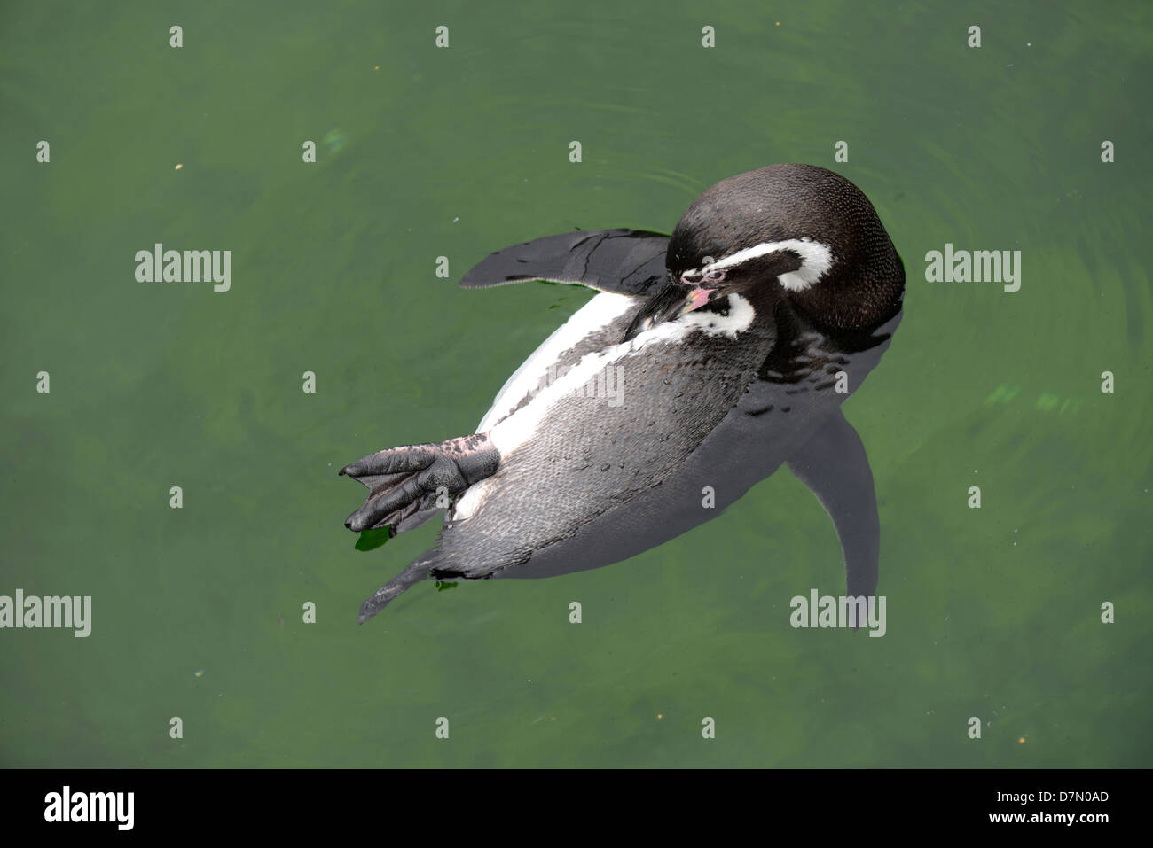 Il Magellanic penguin (Spheniscus magellanicus) Foto Stock