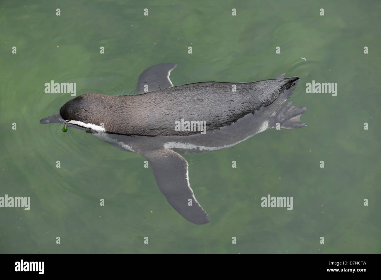 Il Magellanic penguin (Spheniscus magellanicus) Foto Stock