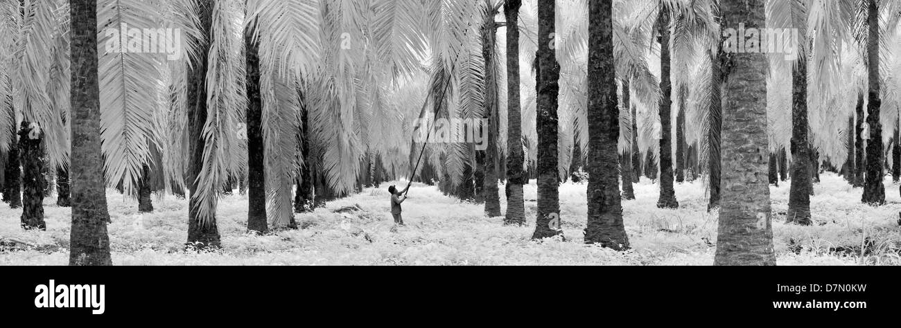 Olio di palma plantation, Aracataca, Magdalena, Colombia. Infrarossi. Foto Stock