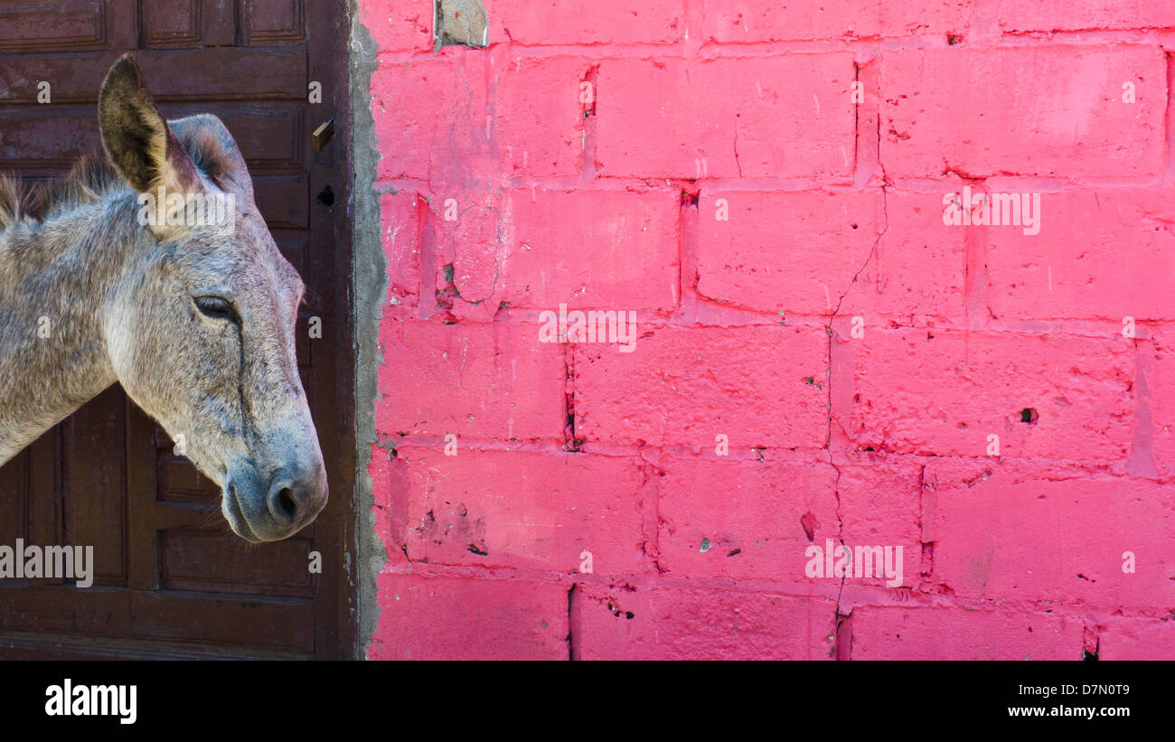 Asino e parete di rosa. Baru town, isola di Baru, vicino a Cartagena, Colombia Foto Stock